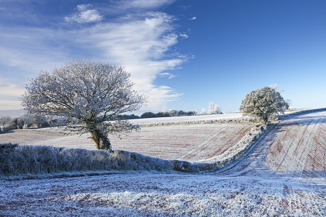 Hoar frosted farmland and trees in winter time, Bow, Mid Devon, England, United Kingdom, Europe