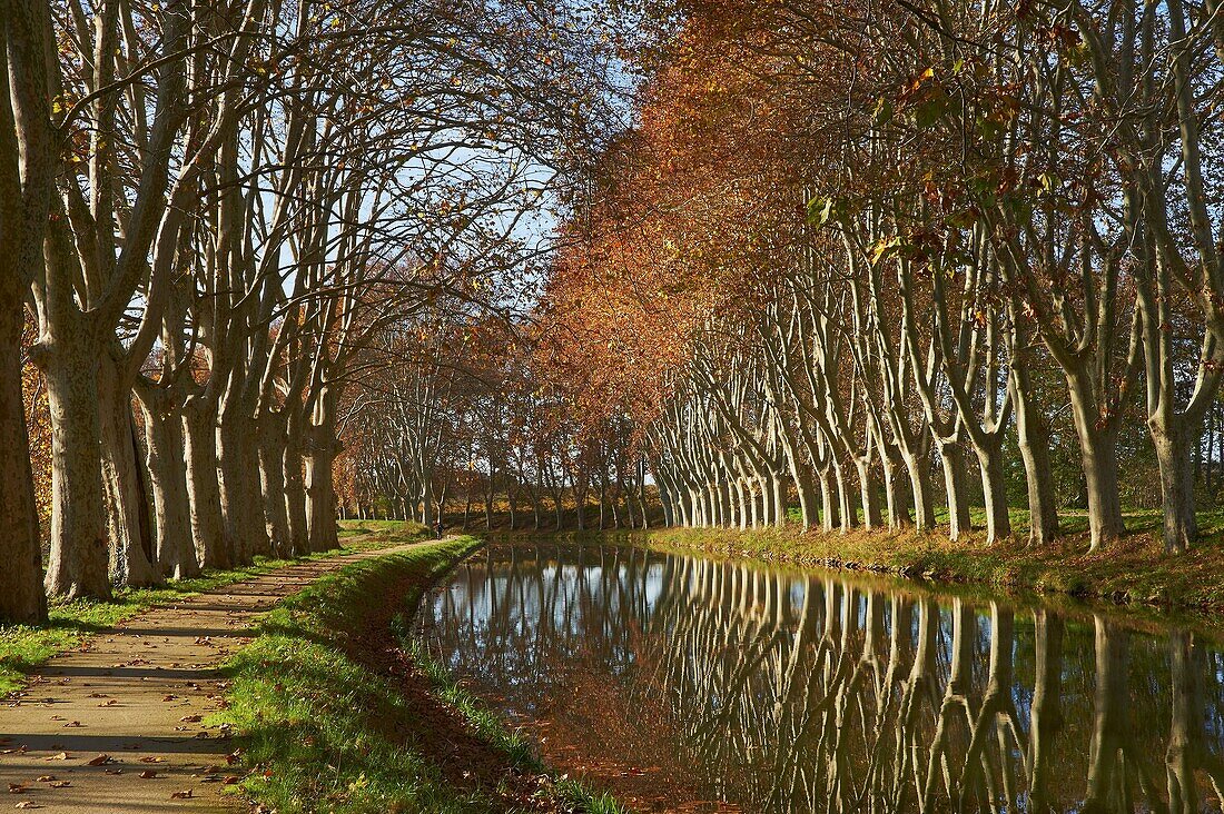 Yellow and red leaves in autumn along the Canal du Midi, UNESCO World Heritage Site, Aude, Languedoc-Roussillon, France, Europe