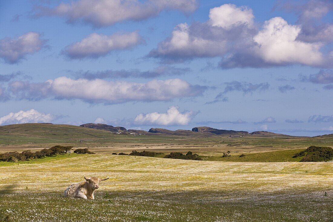 Highland cow in a field of buttercups and clover on the Hebridean Island of Islay, with the Braigo Cliffs in the distance, Isle of Islay, Hebrides, Scotland, United Kingdom, Europe