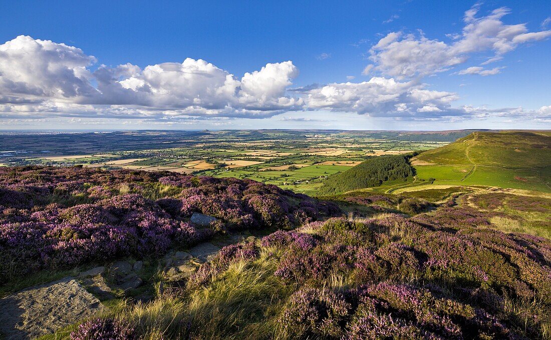 The Cleveland Way, flanked by heather, on Busby Moor, North Yorkshire Moors, Yorkshire, England, United Kingdom, Europe