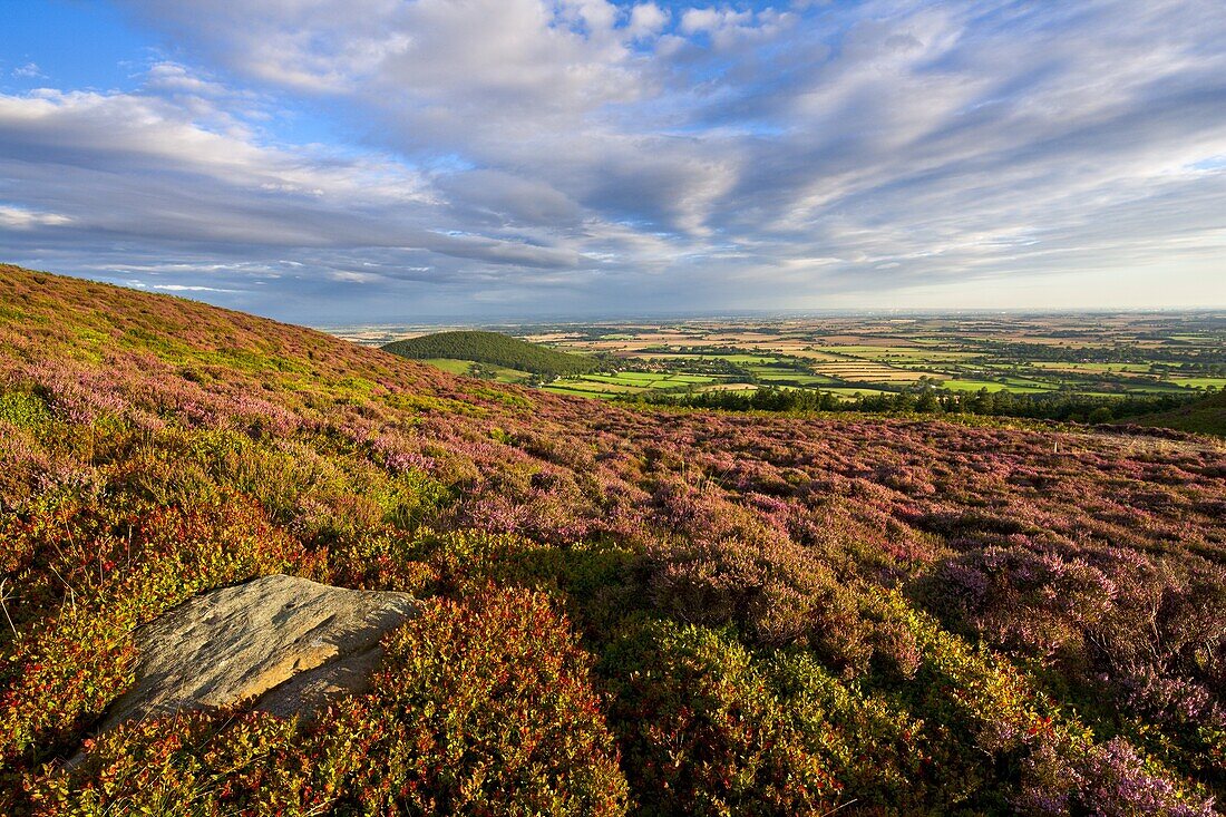 Heather and bilberries along the Cleveland Way at Little Bonny Cliff, above Whorl Hill on the North Yorkshire Moors, Yorkshire, England, United Kingdom, Europe