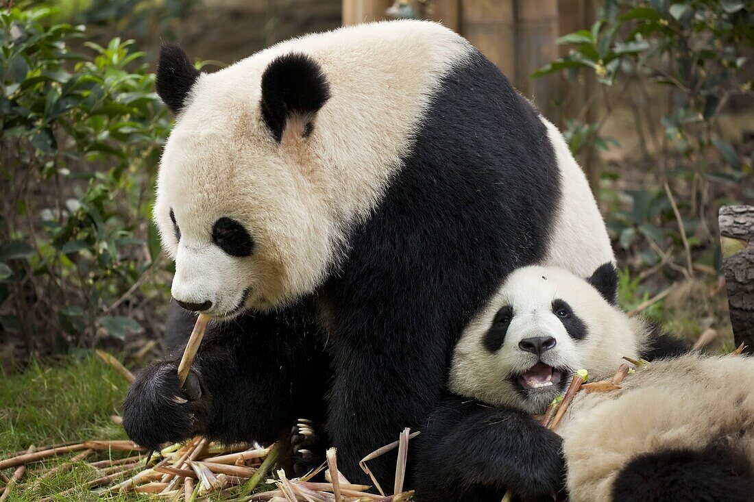 Giant Panda cubs (Ailuropoda melanoleuca) Panda Breeding and Research Centre, Chengdu, Sichuan, China, Asia