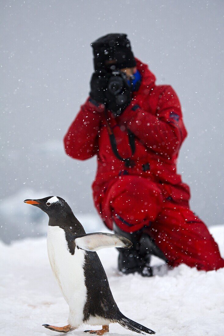 Tourist photographs a passing Gentoo penguin during an Antarctic Peninsula snowstorm, Neko Harbour, Antarctica, Polar Regions