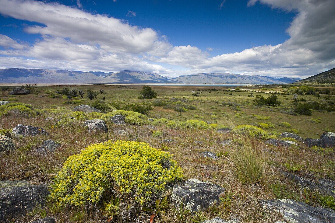 Summer on the Patagonian Steppe near El Calafate, Patagonia, Argentina, South America