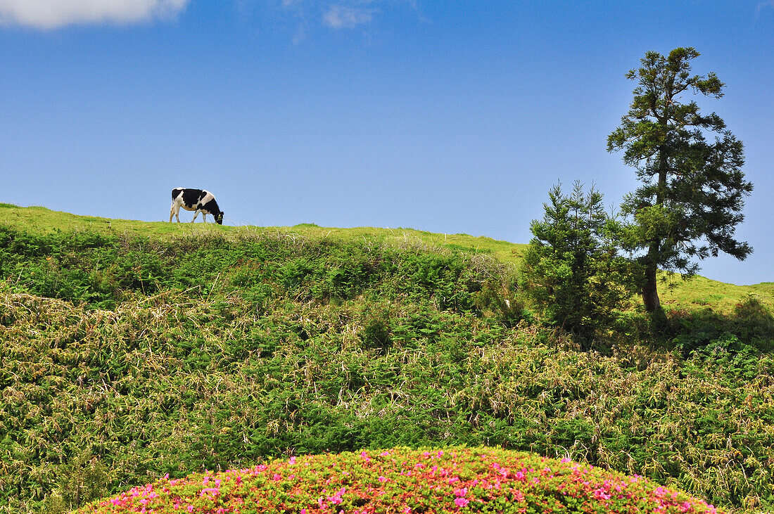Grasende Kuh auf Wiese mit Blumen und Baum, Furnas, Povocao, Insel Sao Miguel, Azoren, Portugal, Europa, Atlantik