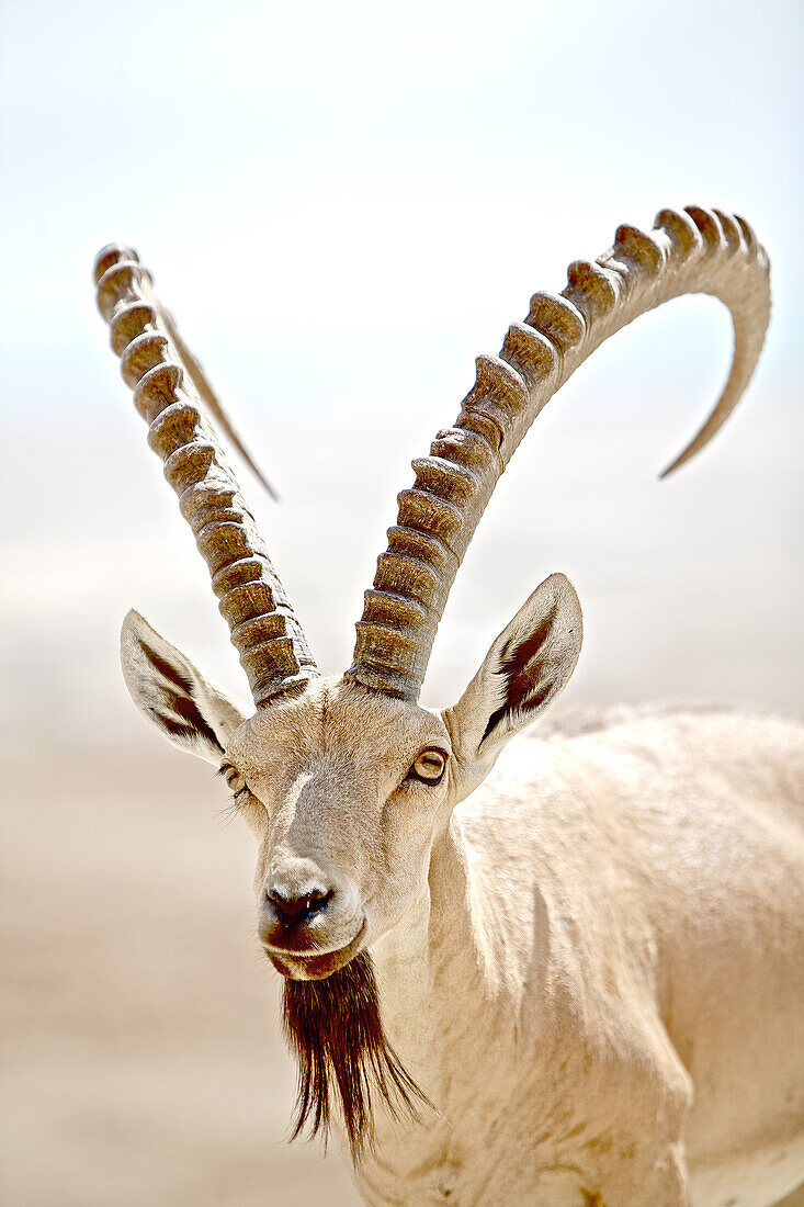 Wild goat, Masada, Dead Sea, Israel