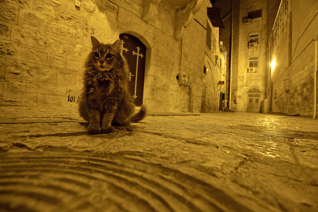 Cat on a road at night, Jerusalem, Israel