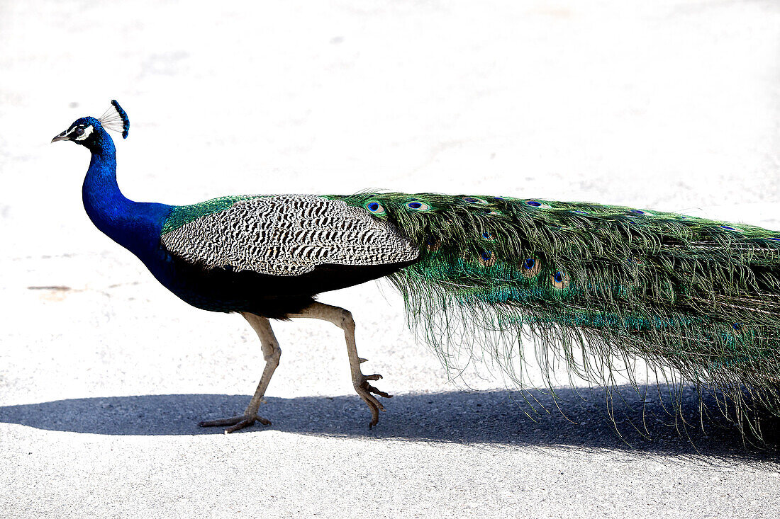 Wild peacock,  Israel