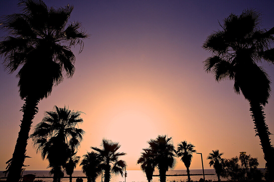 Palmen bei Sonnenuntergang, Tel Aviv-Jaffa, Israel