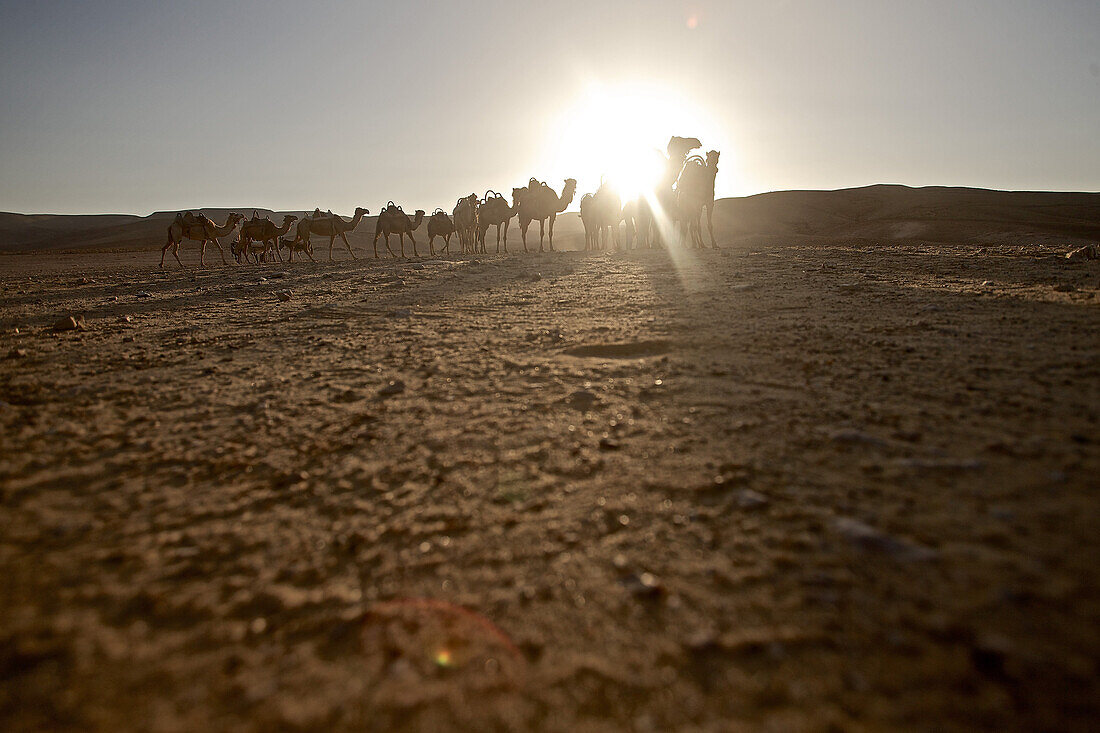 Dromedarkarawane in der Wüste, Negev, Israel