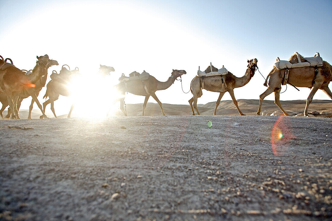 Dromedary train in the desert, Negev, Israel