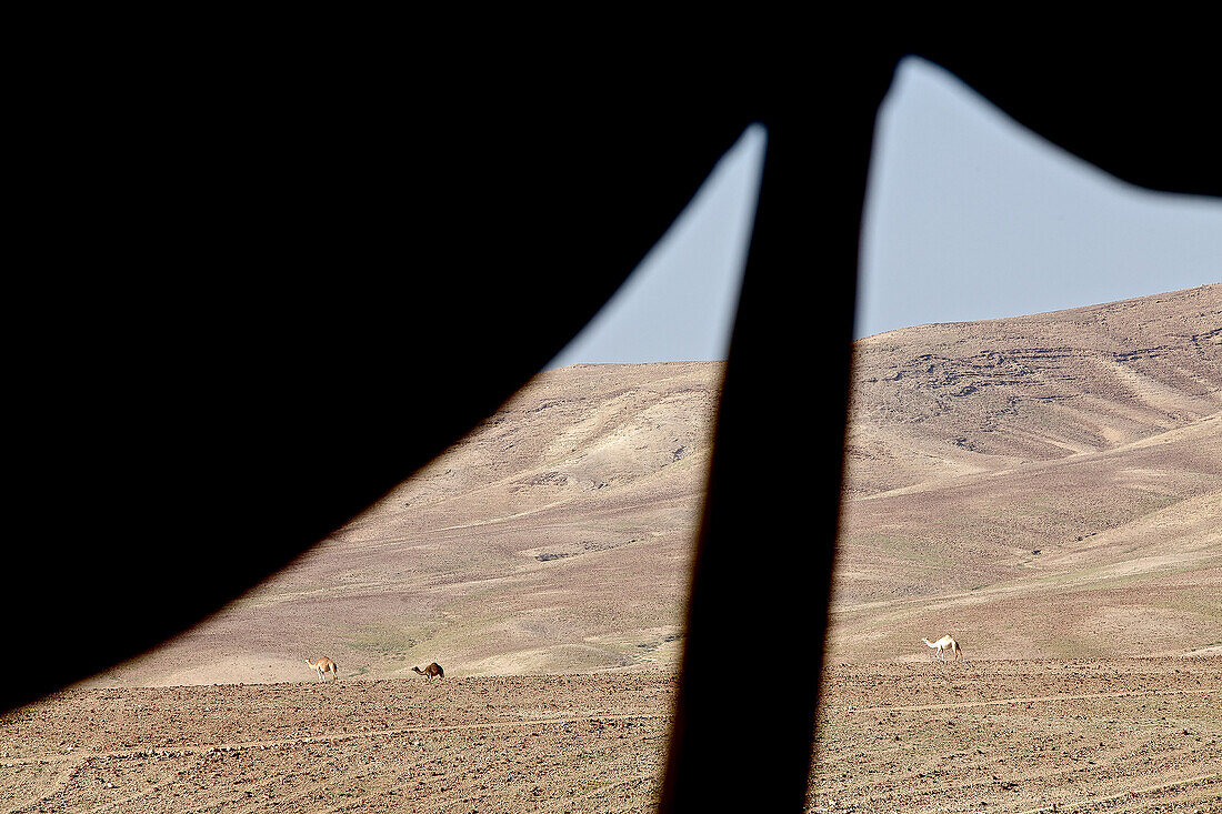View from a bedouin tent to the desert with camels, Negev, Israel