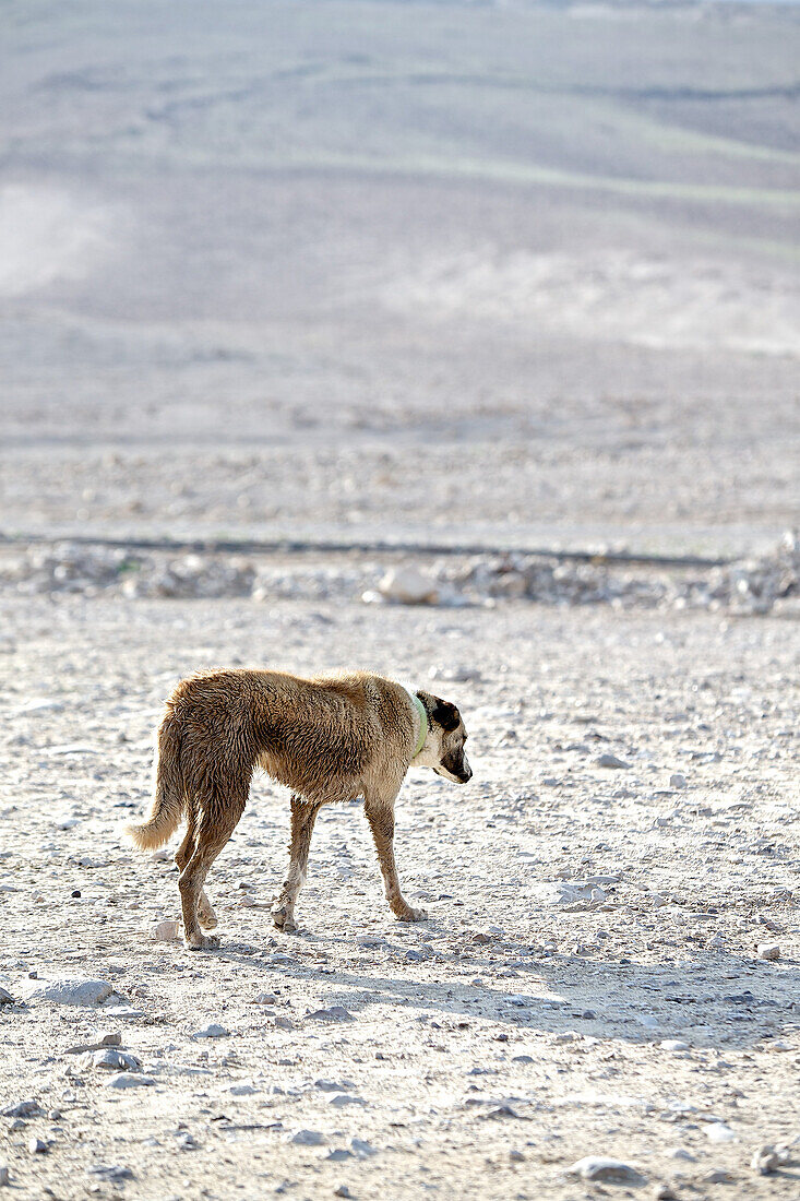 Dog in the Negev desert, Negev, Israel