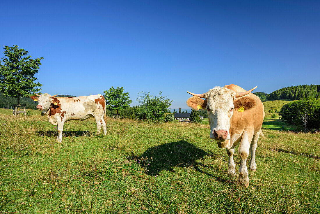 Kühe grasen auf der Hofalm, Hofalm, Chiemgauer Alpen, Oberbayern, Bayern, Deutschland