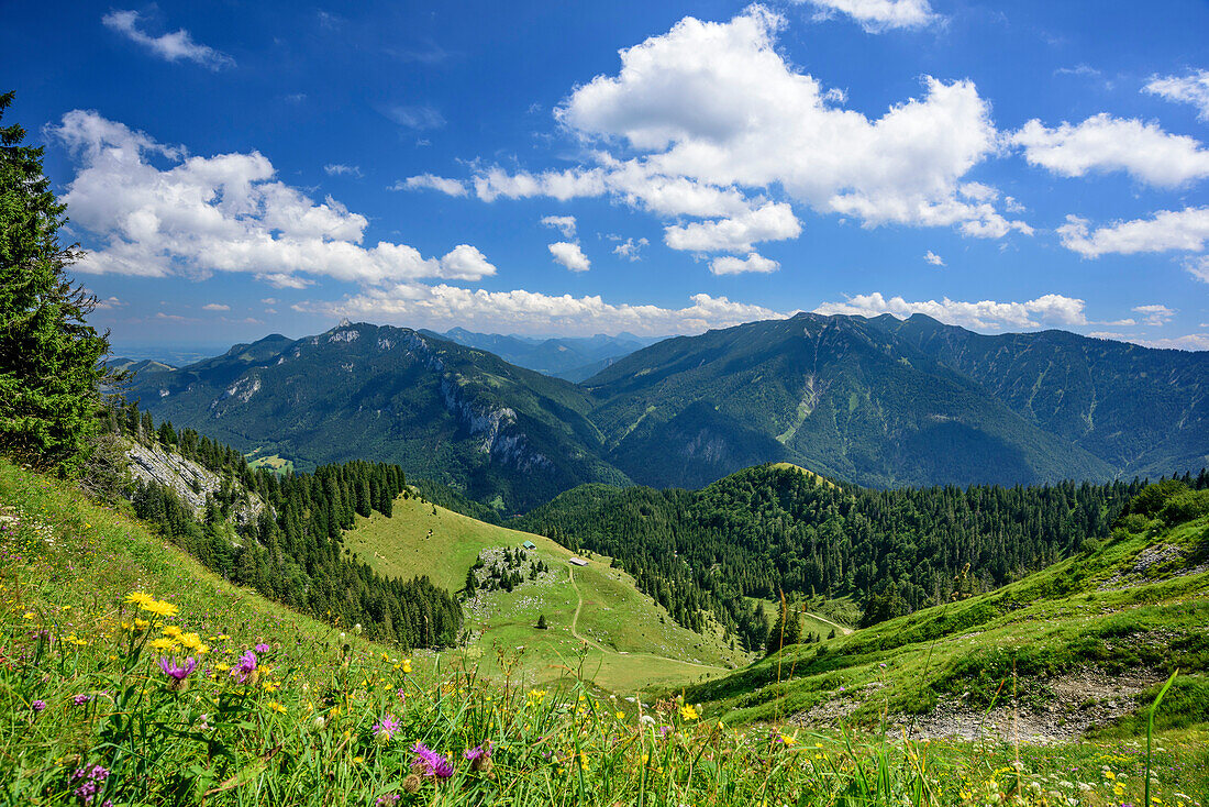 Meadow with flowers with Kampenwand and Weitlahner in background, Chiemgau Alps, Upper Bavaria, Bavaria, Germany