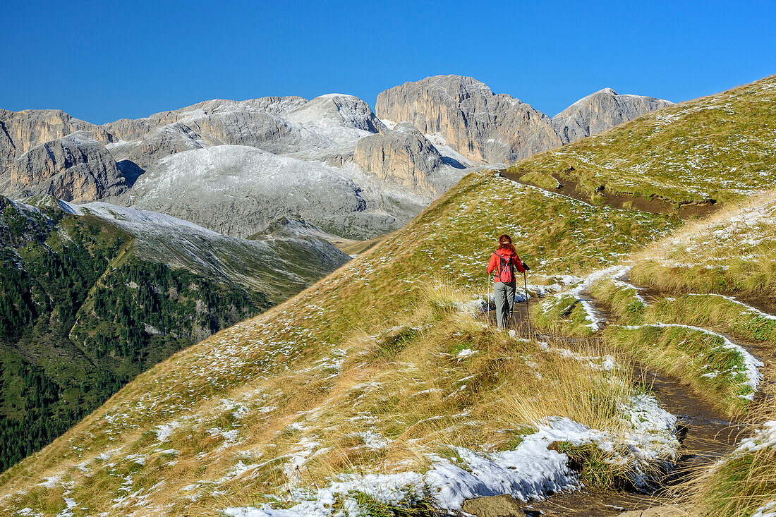 Woman hiking with Rosengarten range in background, Friedrich-August-Weg, Langkofel group, Dolomites, UNESCO World Heritage Dolomites, Trentino, Italy