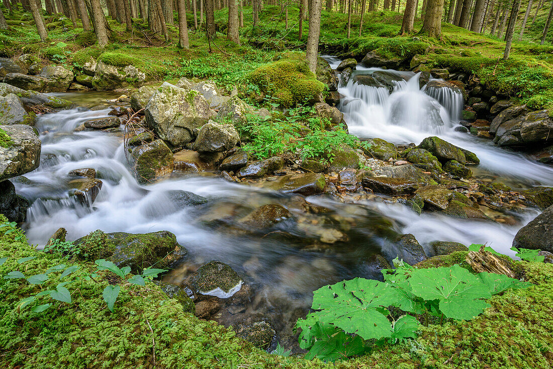 Zwei Gebirgsbäche fließen durch Wald, Passo San Pellegrino, Dolomiten, UNESCO Weltnaturerbe Dolomiten, Trentino, Italien