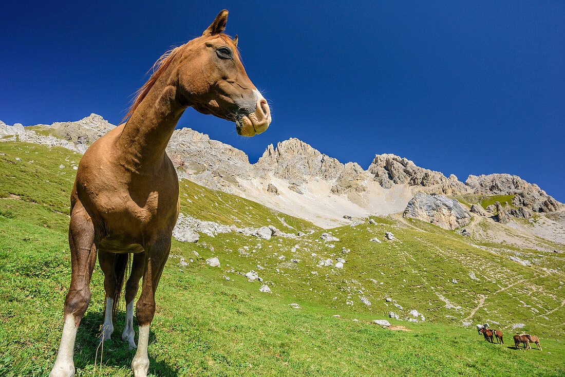 Pferd steht auf Wiese, Cima dell'Uomo im Hintergrund, Cima dell'Uomo, Marmolada, Dolomiten, UNESCO Weltnaturerbe Dolomiten, Trentino, Italien