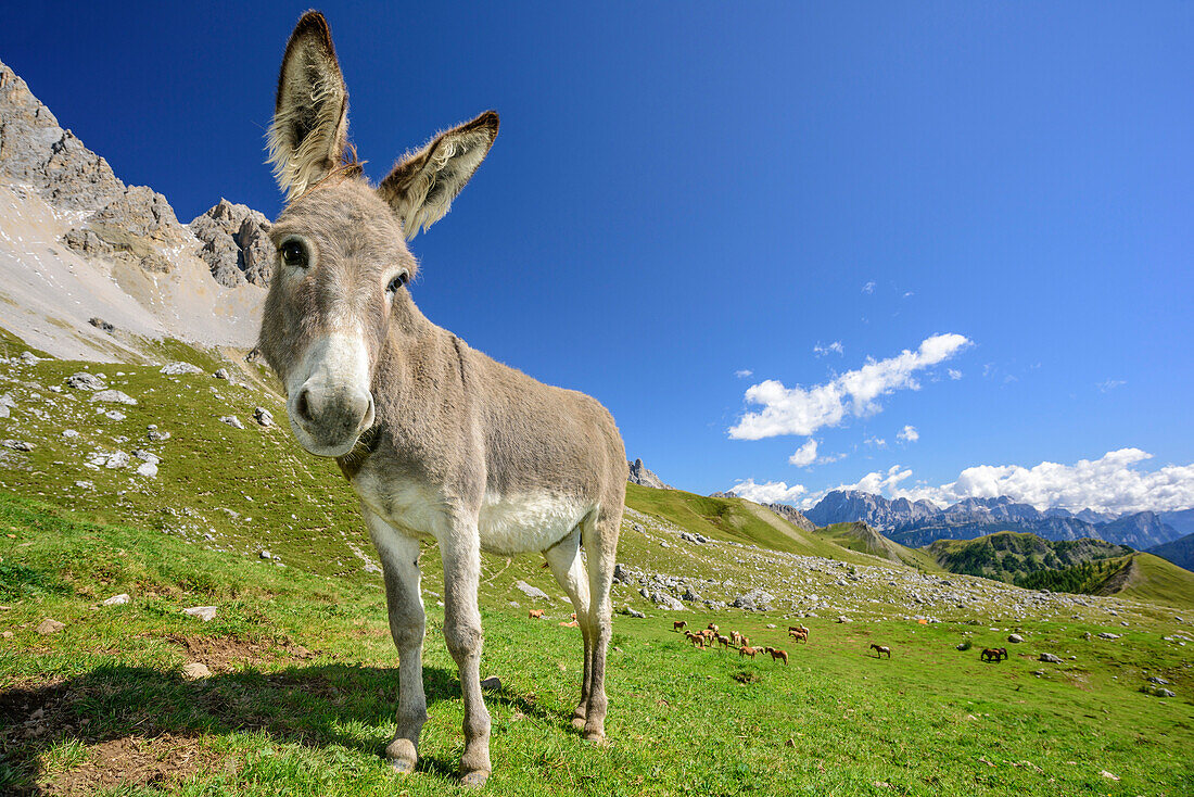 Donkey standing on meadow, Cima dell'Uomo in background, Cima dell'Uomo, Marmolada, Dolomites, UNESCO World Heritage Dolomites, Trentino, Italy