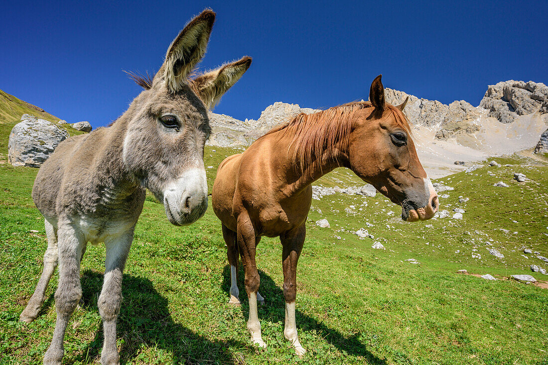 Esel und Pferd stehen nebeneinander auf Wiese, Dolomiten, UNESCO Weltnaturerbe Dolomiten, Trentino, Italien