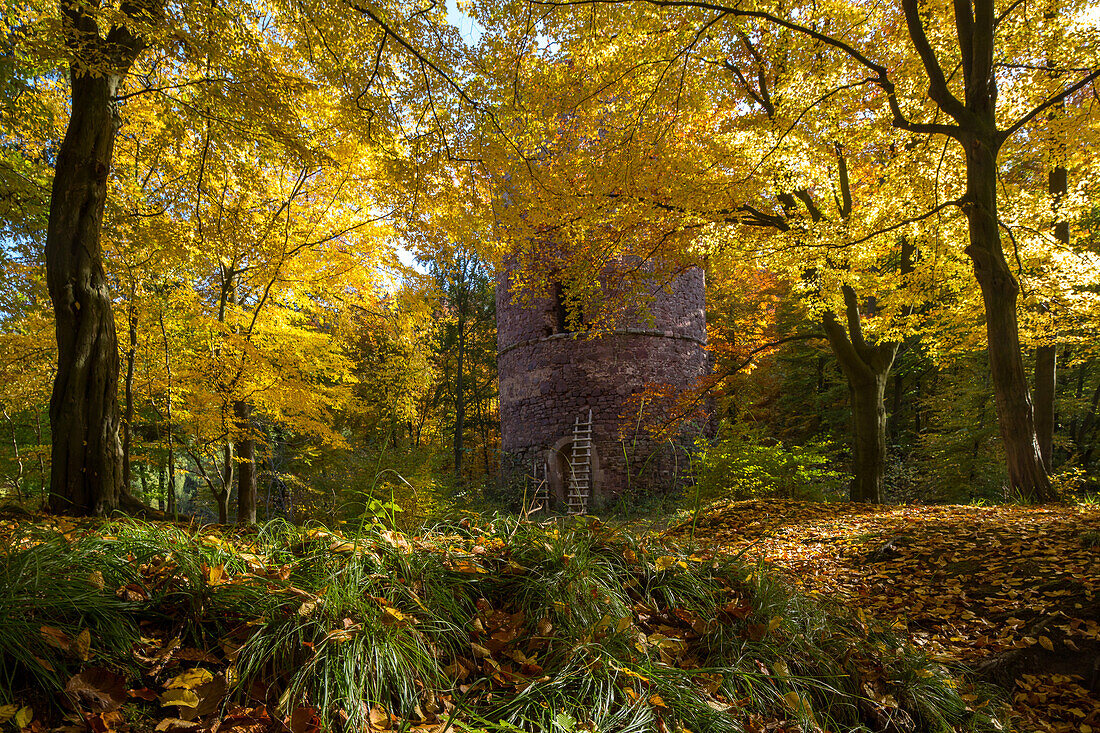 Herbstfaerbung, Bramwald, Laubwald, Bergfried der Bramburg, Turm, Holzleiter, Weserbergland, Niedersachsen, Deutschland