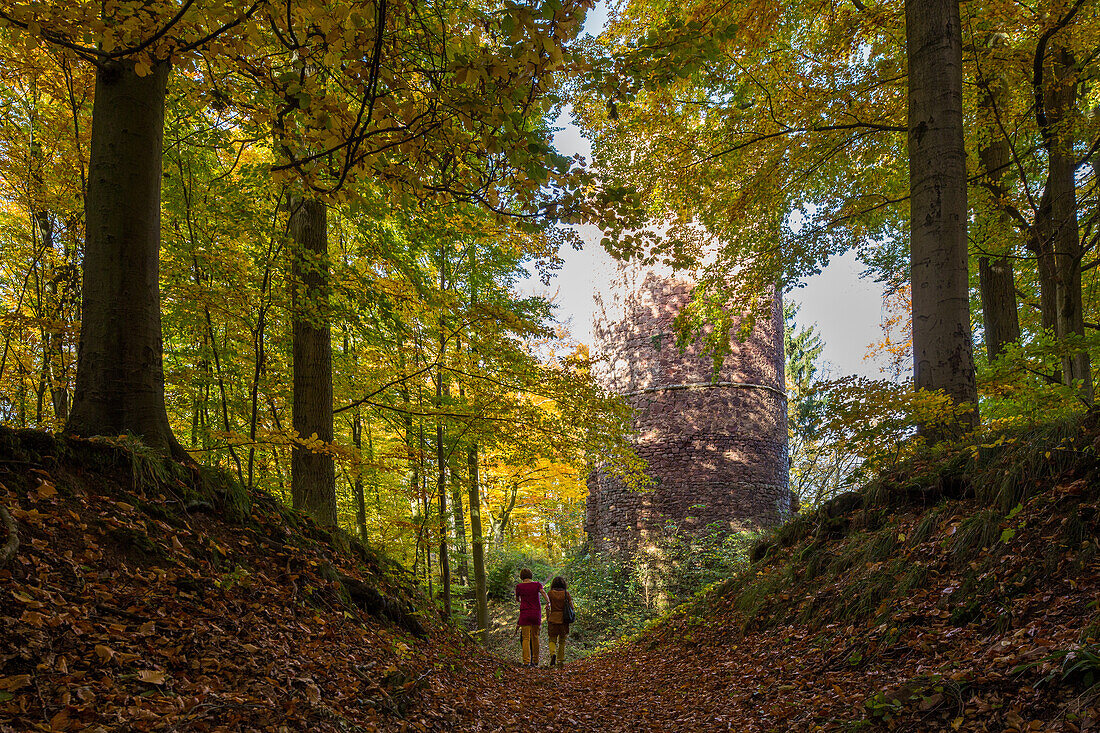 Herbstfaerbung, Bramwald, Laubwald, Bergfried der Bramburg, Turm, Weserbergland, Niedersachsen, Deutschland