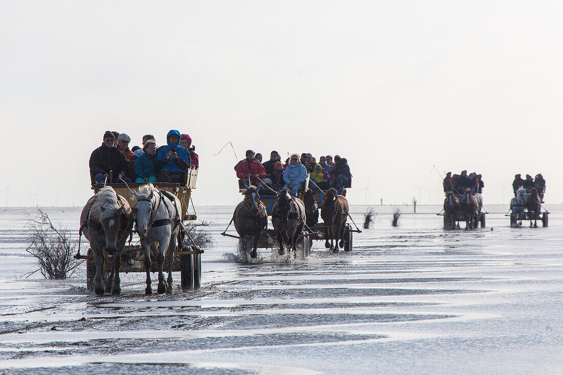 Wattwagen mit Pferden und Touristen, reiten im Watt, zur Insel Neuwerk, Ebbe, Gezeiten, Nationalpark Niedersaechsisches Wattenmeer, Cuxhaven, Niedersachsen, Deutschland