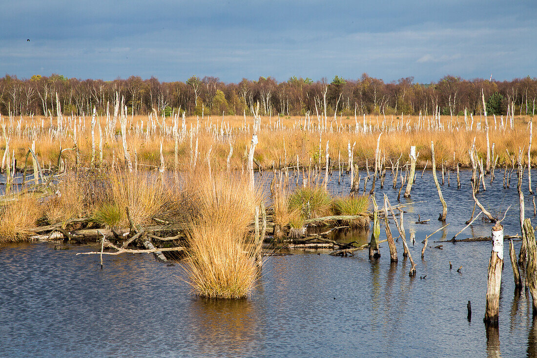 Diepholzer Moor, Naturschutzgebiet, Wasser, Baumstaemme, abgesaegte Birkenstaemme, Moorlandschaft, Niedersachsen, Deutschland