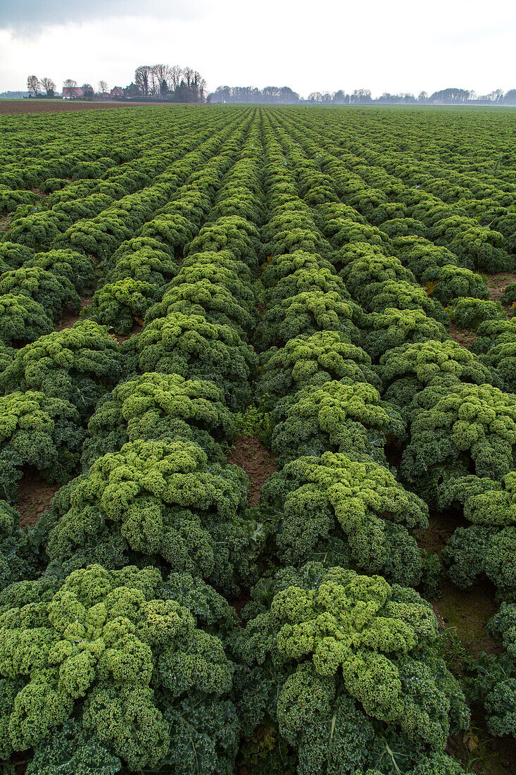 field of kale, winter vegetable, agriculture, Lower Saxony, Germany