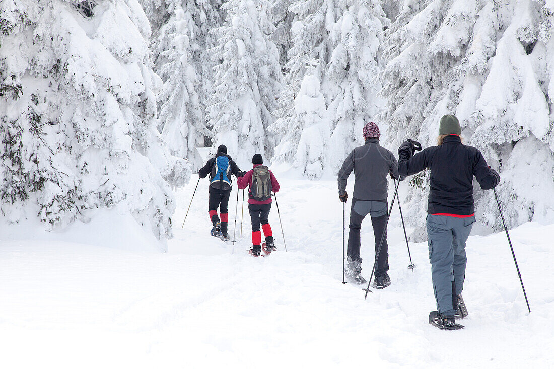 Skilanglauf im Harz, tiefer Schnee, Skiwanderung, Wintersport, Wintersportler, Langläufer, Niedersachsen, Deutschland