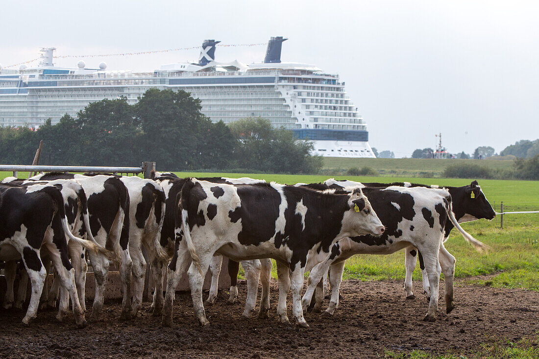 Landwirtschaft, flaches Norddeutschland, Friesenkuehe, Meyerwerft, Papenburg, Schiffbau, Kreuzfahrtschiff auf dem Weg ueber die Ems zur Nordsee, Niedersachsen, Deutschland