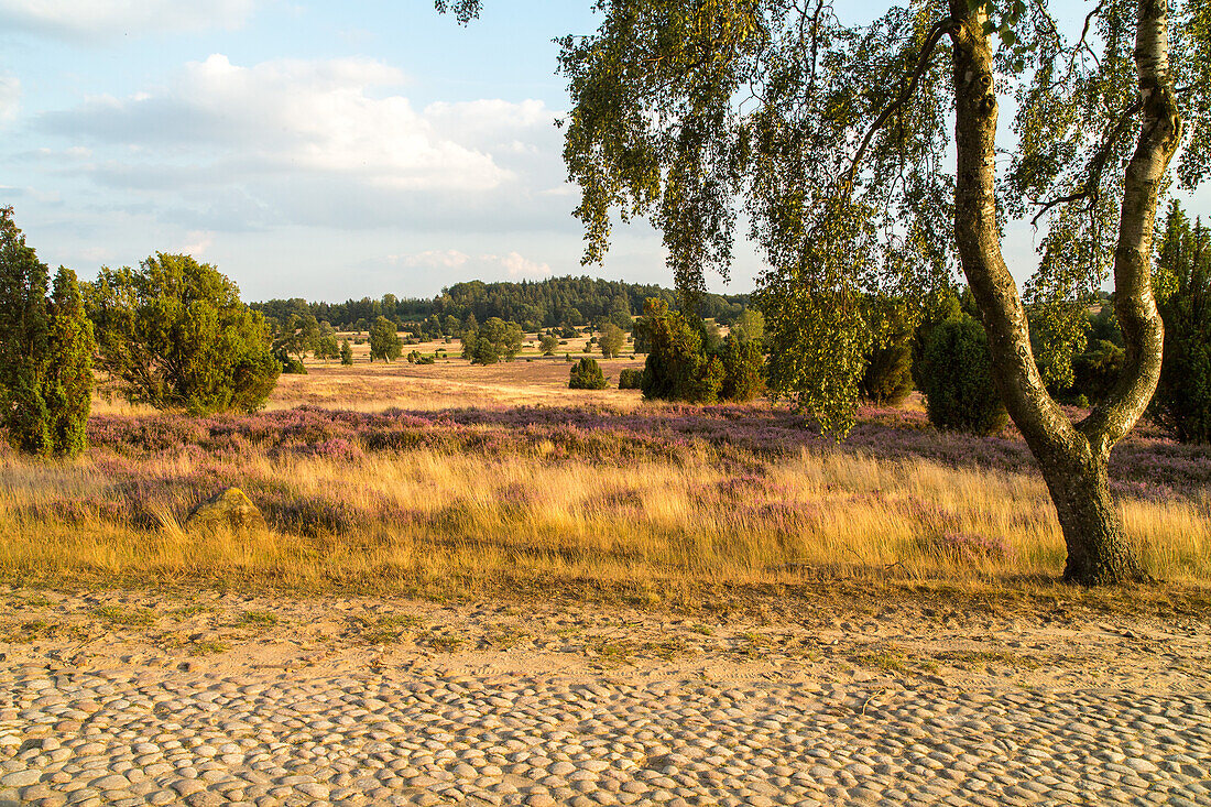 old cobbled country road, Lueneburg Heath, Lower Saxony, Germany