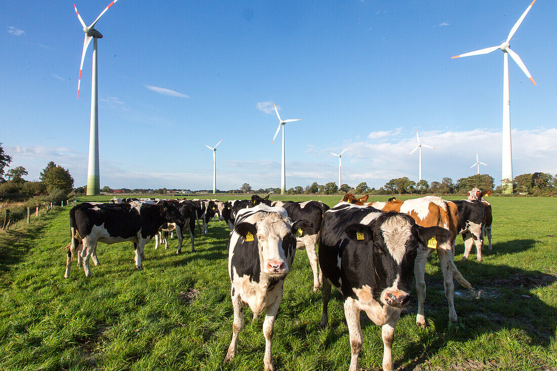 Landwirtschaft, Windkraft, Turbine, Friesenkuehe, Milchwirtschaft, Niedersachsen, Norddeutschland, Deutschland