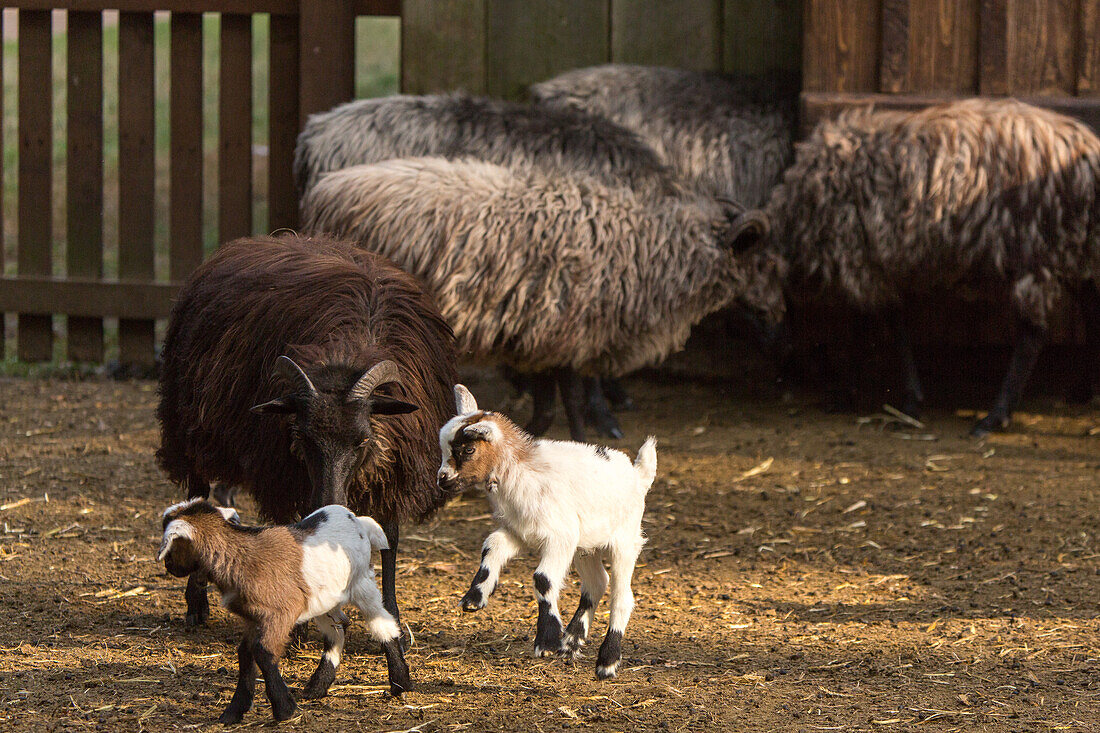 sheephold, moorland sheep and goats, kids, Lueneburg Heath, Lower Saxony, northern Germany