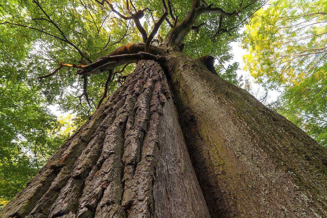beech and oak tree, near Seesen, regional forest, Landschaft, Lower Saxony, Germany