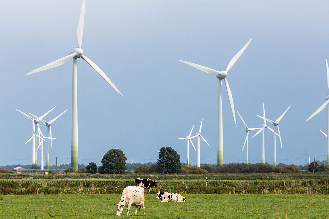 Windpark Cuxhaven, Windkraftanlagen, Landwirtschaft, Kuehe, Milchwirtschaft, Windenergie, Niedersachsen, Deutschland