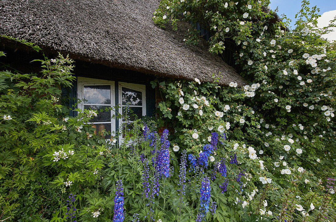 Roses and delphinium flowers near Rehna, Mecklenburg Western Pomerania, Germany