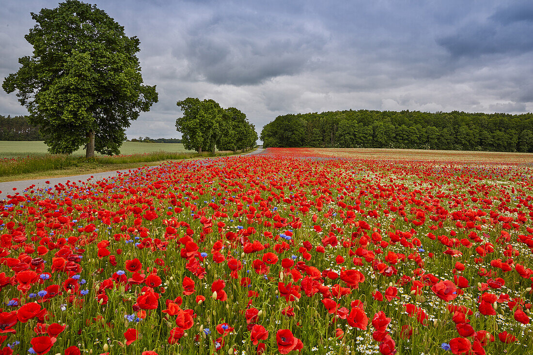 Poppy field near Tribsees, Mecklenburg Western Pomerania, Germany
