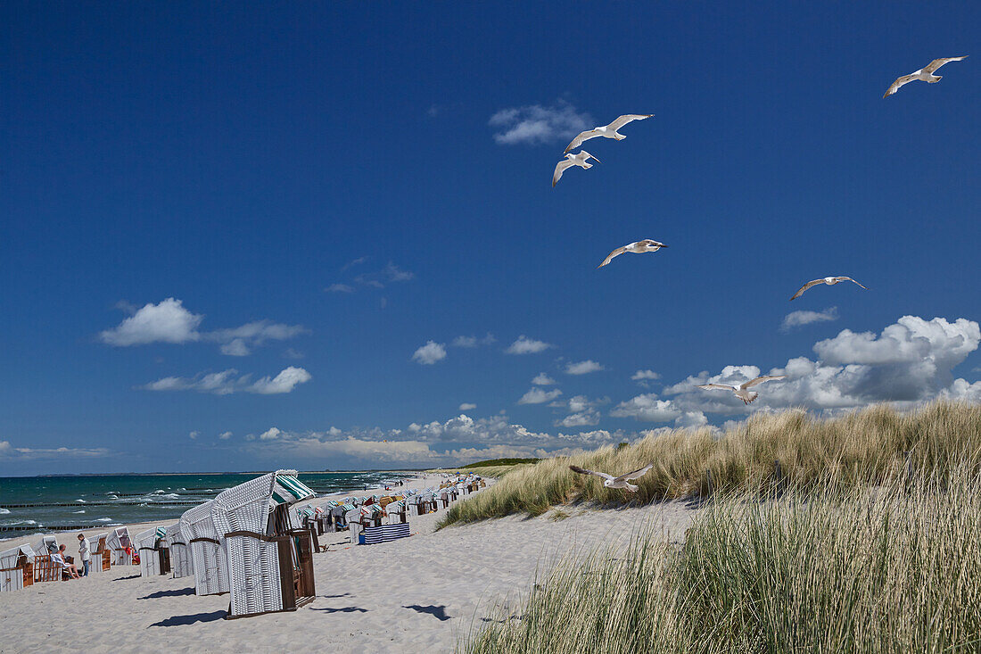 Seagulls on the Baltic Sea beach near Graal Mueritz, Mecklenburg Western Pomerania, Germany