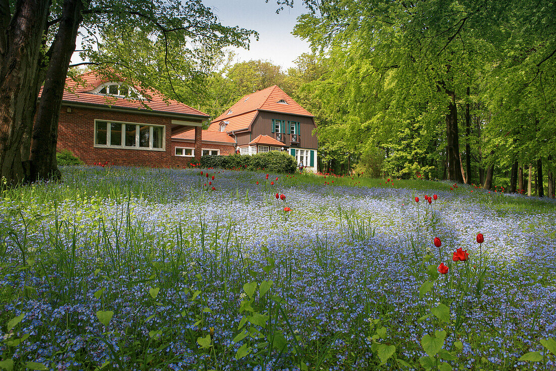 Blumenwiese vor dem Gerhard Hauptmann Haus, Kloster, Insel Hiddensee, Mecklenburg Vorpommern, Deutschland