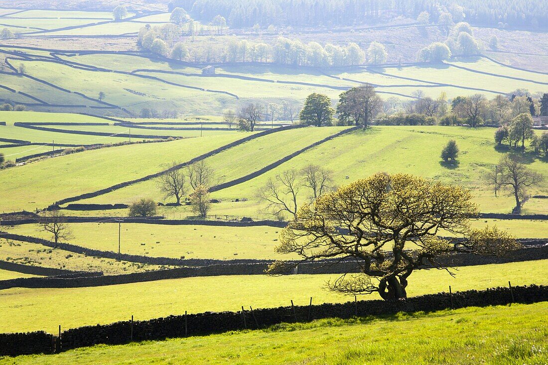 Wharfedale near Appletreewick, Yorkshire Dales, Yorkshire, England, United Kingdom, Europe