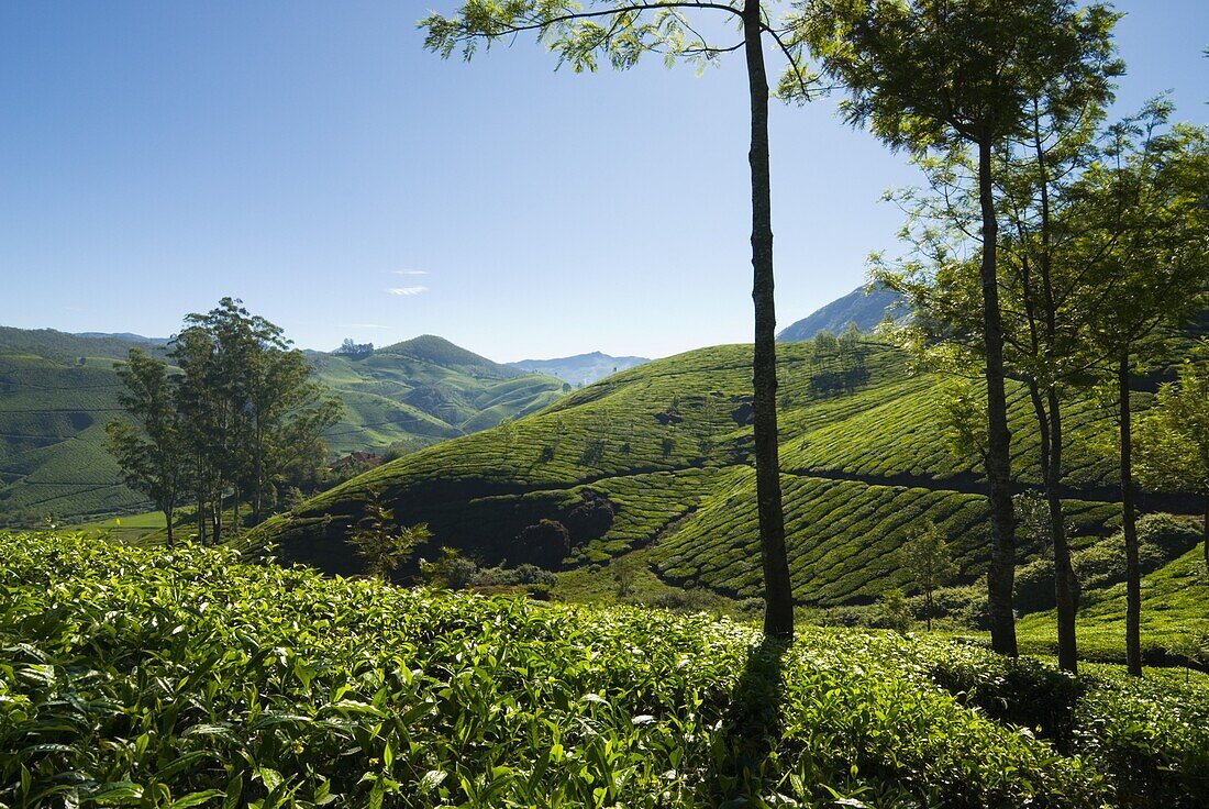 View over tea plantations, near Munnar, Kerala, India, Asia