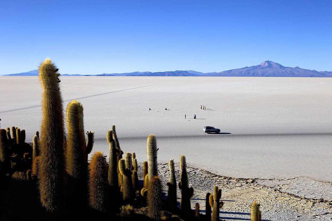 Cacti on Isla de los Pescadores, Volcan Tunupa and the salt flats, Salar de Uyuni, Southwest Highlands, Bolivia, South America