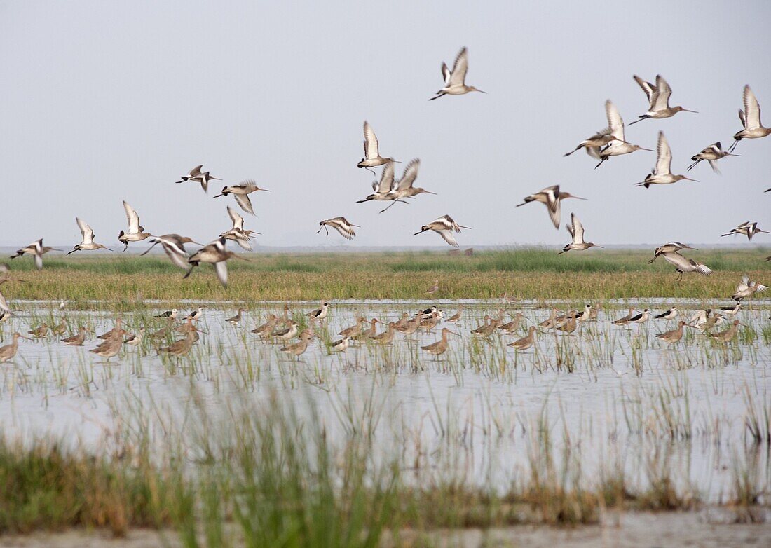 Sandpipers, stilts and redshanks taking flight from the shallow wetland waters at the edge of Chilika Lake, Orissa, India, Asia