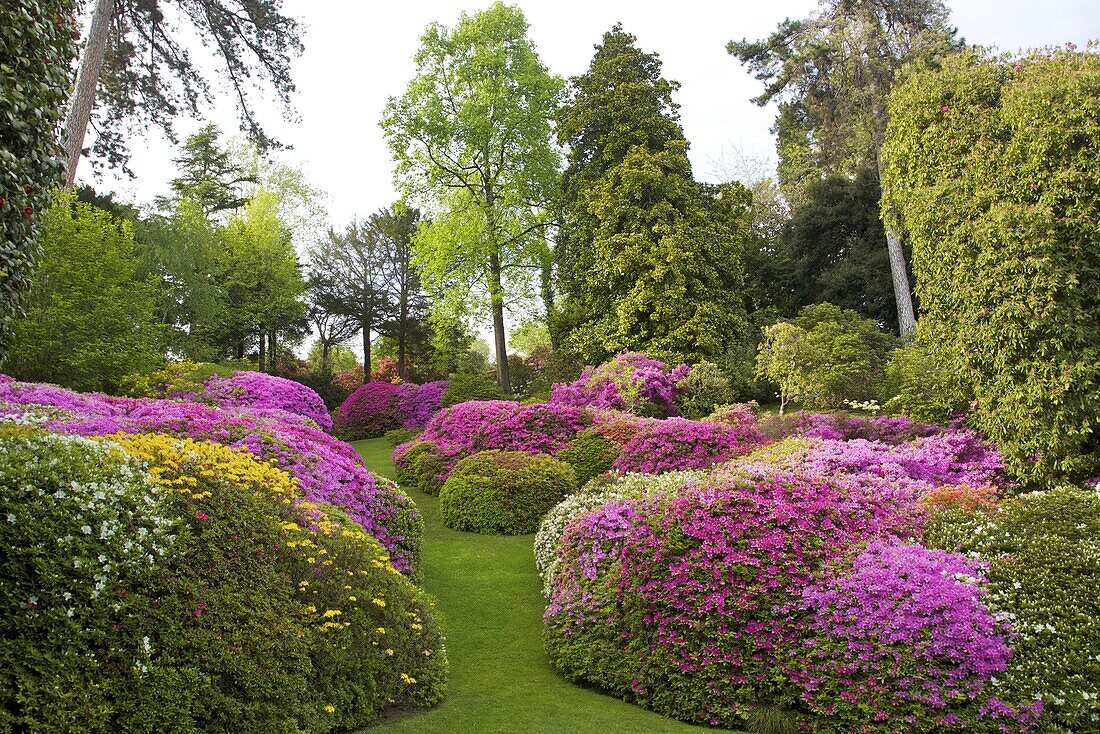 Azaleas in spring bloom, gardens of Villa Carlotta, Tremezzo, Lake Como, Lombardy, Italian Lakes, Italy, Europe