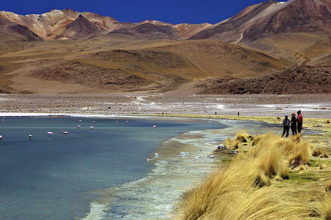 Laguna Canapa, South Lipez, Southwest Highlands, Bolivia, South America