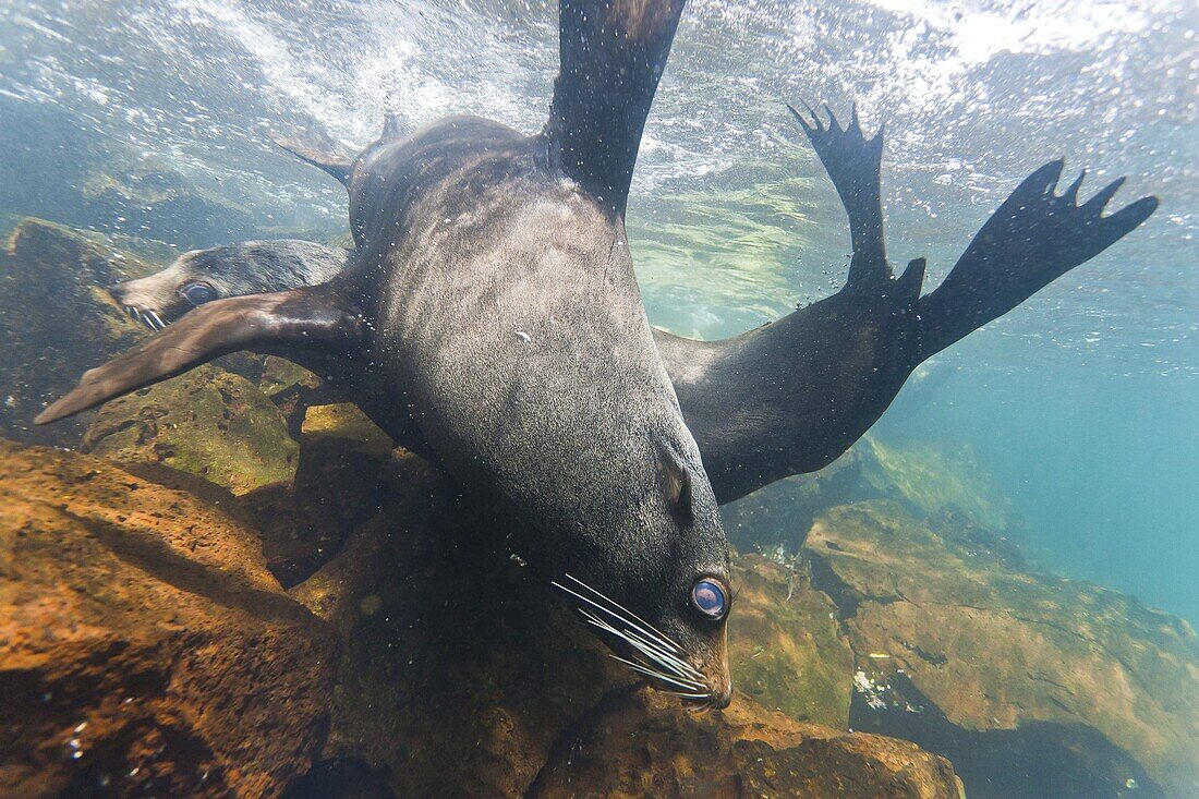 Galapagos fur seal (Arctocephalus galapagoensis) bulls mock-fighting underwater, Genovesa Island, Galapagos Islands, Ecuador, South America