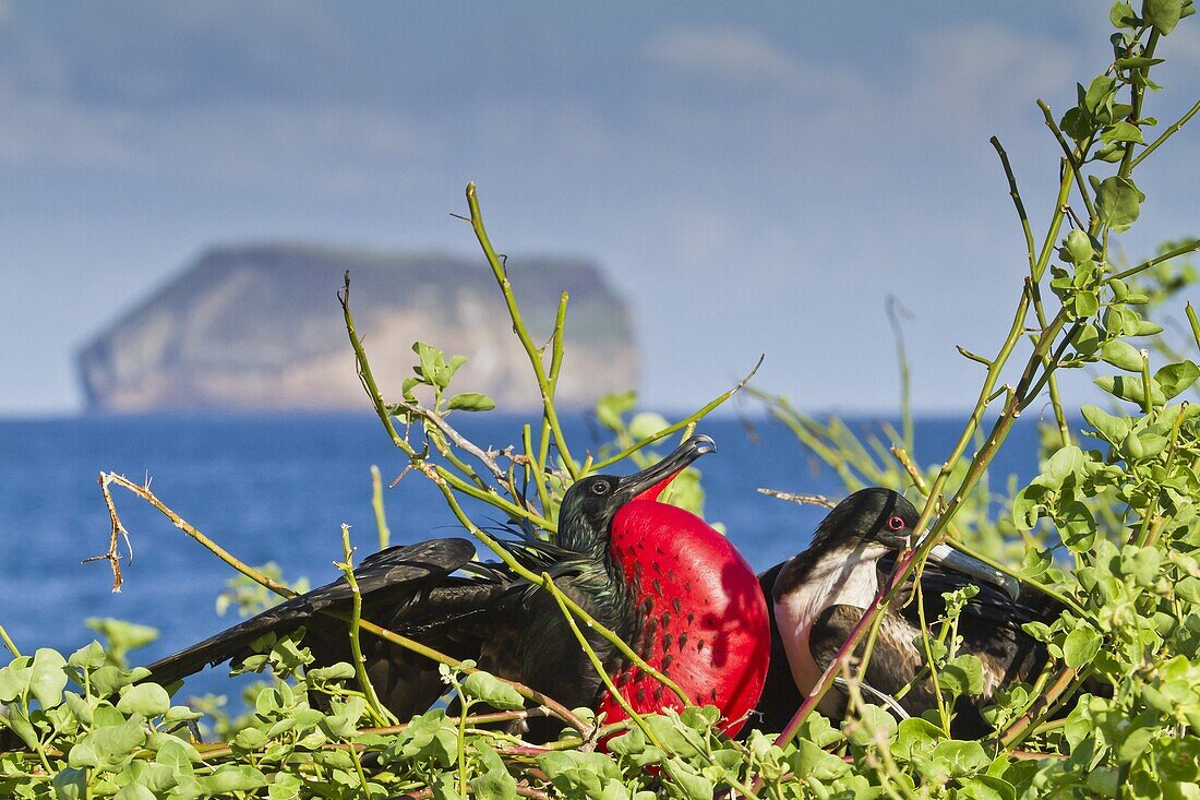 Adult male magnificent frigatebird (Fregata magnificens), North Seymour Island, Galapagos Islands, UNESCO World Heritage Site, Ecuador, South America