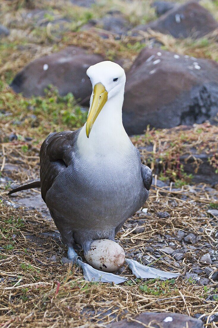 Adult waved albatross (Diomedea irrorata) with single egg, Espanola Island, Galapagos Islands, Ecuador, South America