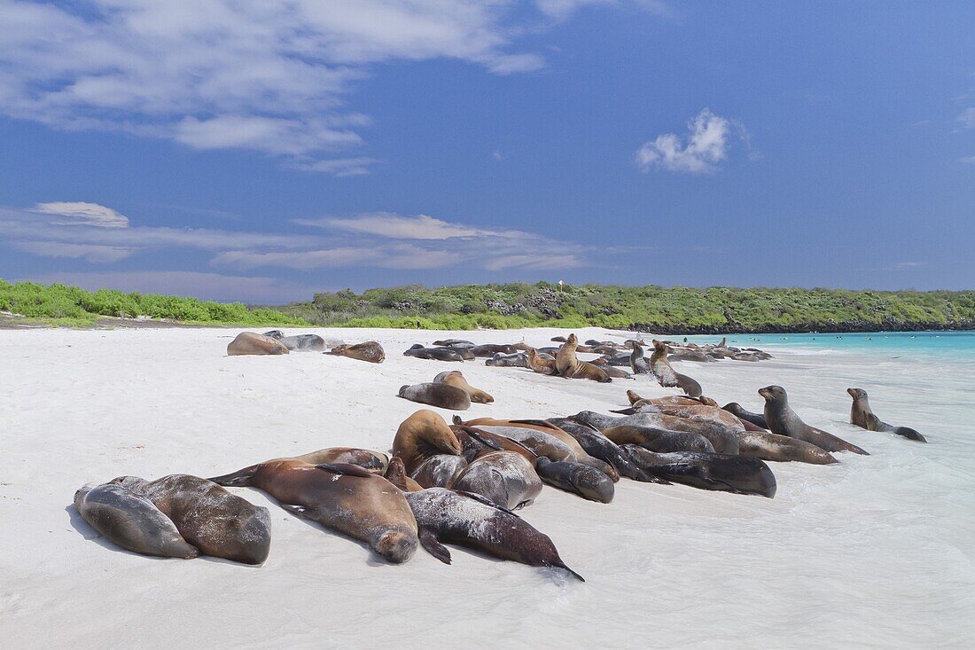 Galapagos sea lions (Zalophus wollebaeki), Gardner Bay, Espanola Island, Galapagos Islands, UNESCO World Heritage Site, Ecuador, South America